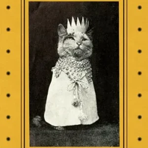 Micetti e gattini. Ediz. illustrata Spedizione Espresso