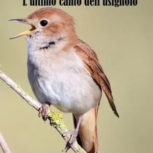 L‘ultimo canto dell‘usignolo Esclusivo