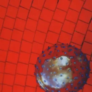 Cosa trovi nell‘acqua Esclusivo