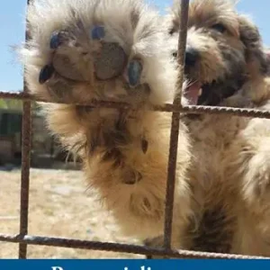 Ultime Pezzi Racconti di carezze. Storie di amici animali nel ricordo del dottor Sergio Tedesco