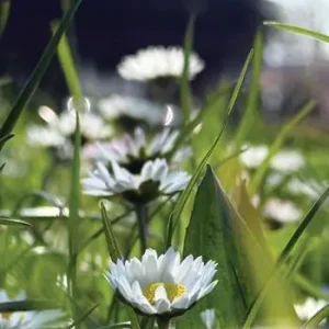 Eco e Narciso Nuova Collezione