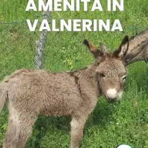 Amenità in Valnerina. Il miglior digestivo risiede in una risata Economico