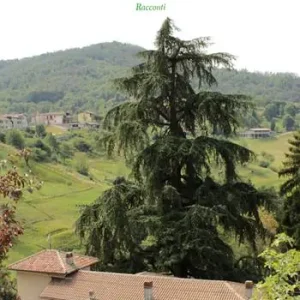 Uno svolazzo laterale Pagamento Sicuro
