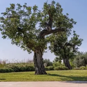 Ultime Pezzi Giardini di Puglia